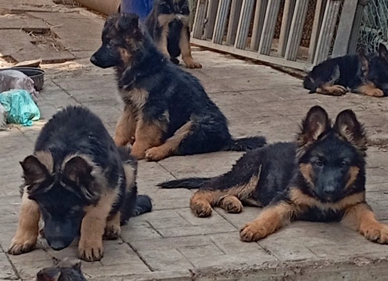 Щенки длинники из питомника.