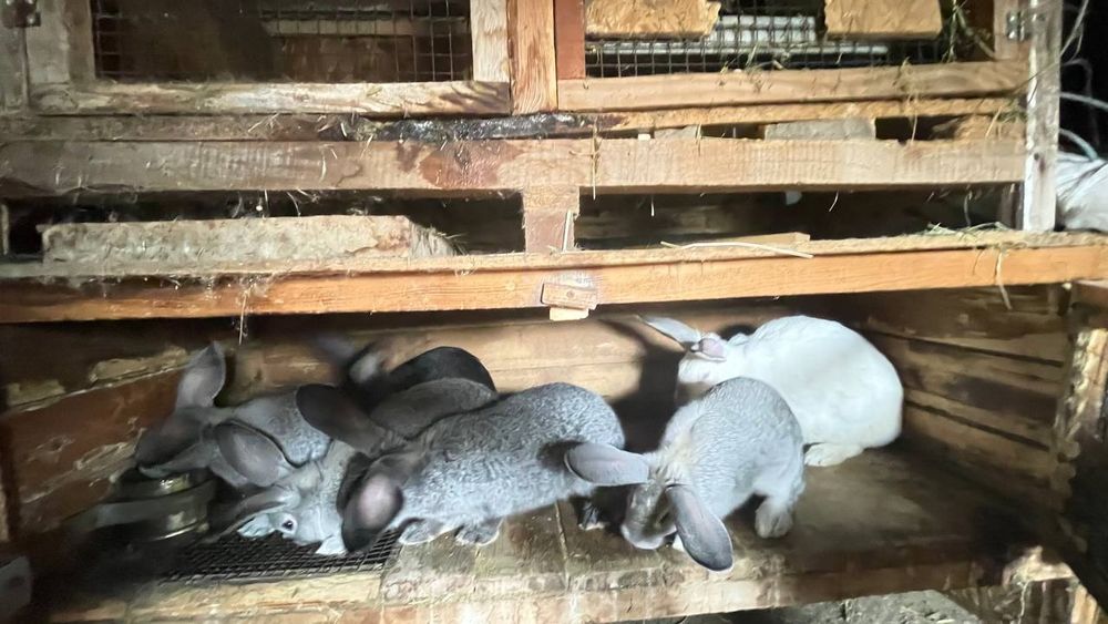 Крол на племя. Кролики  1.5 - 2 месяца и старше.