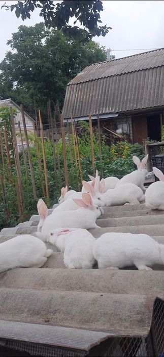 Продам кролі, м'ясо породи Термонська біла