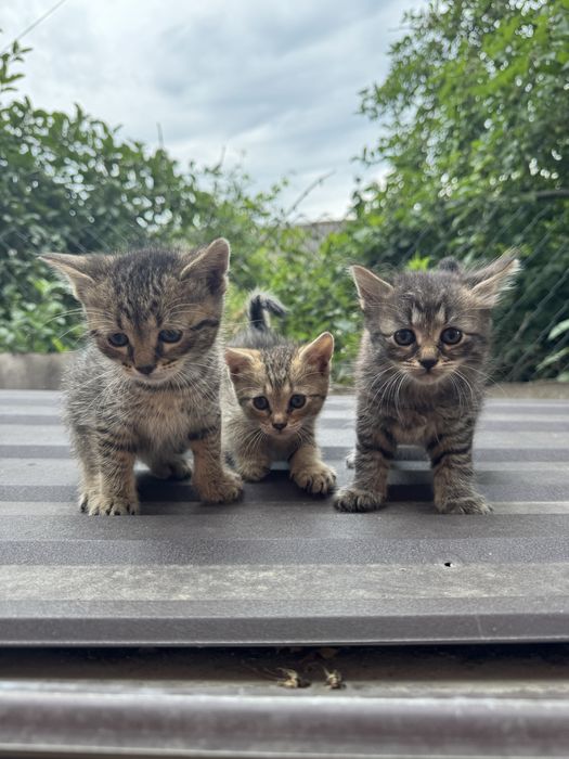 Гарні кошенята в добрі руки