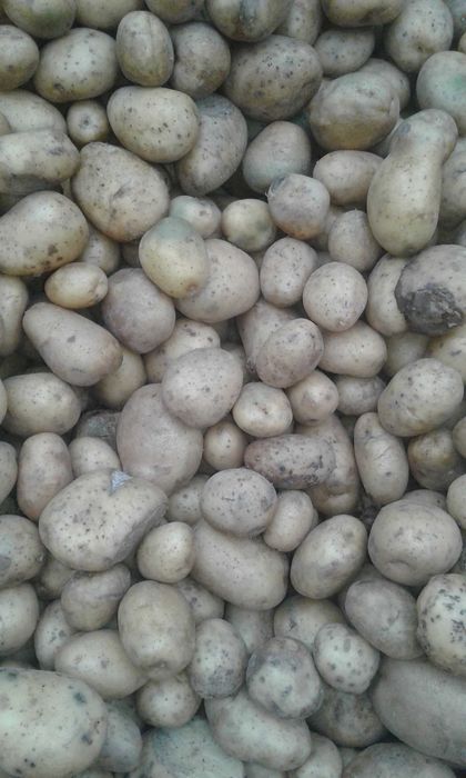 marchew odpadowa paszowa