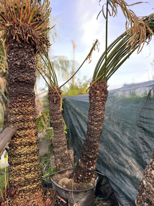 Cycas circinalis - Grande exemplar cica