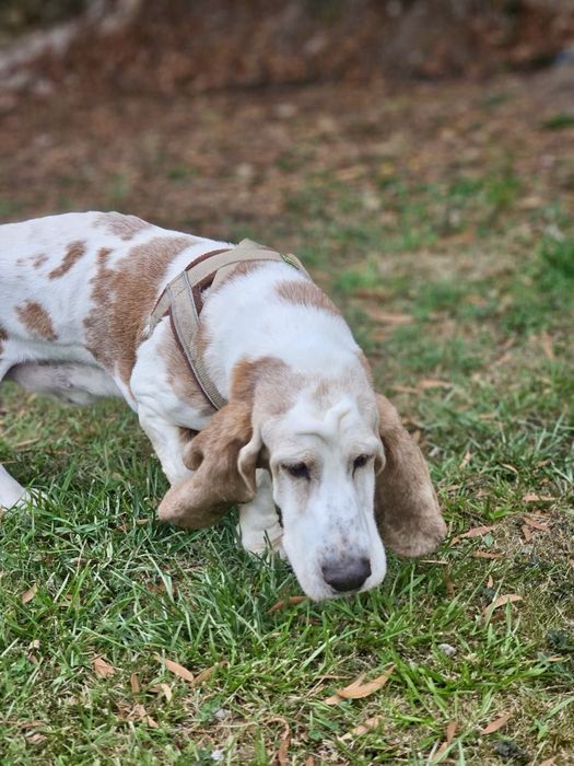 Cão para adoção responsável