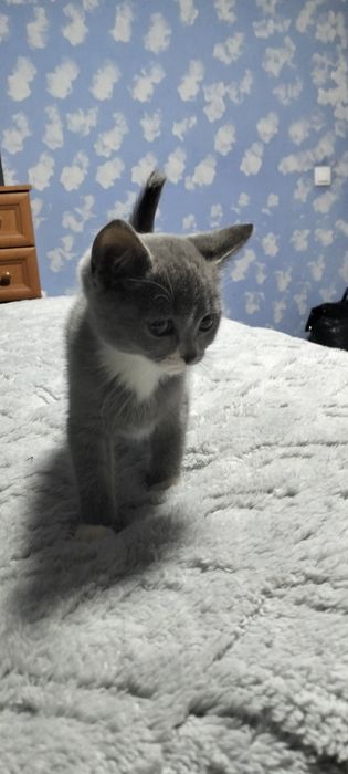 Киця британська.