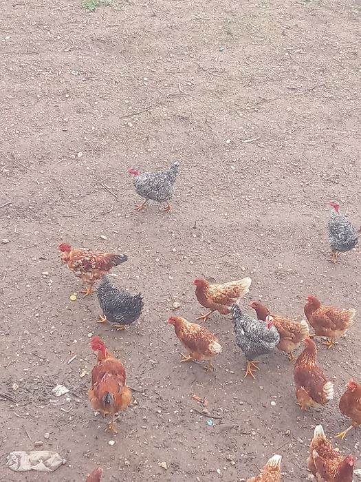 galos pedrês/vermelhos