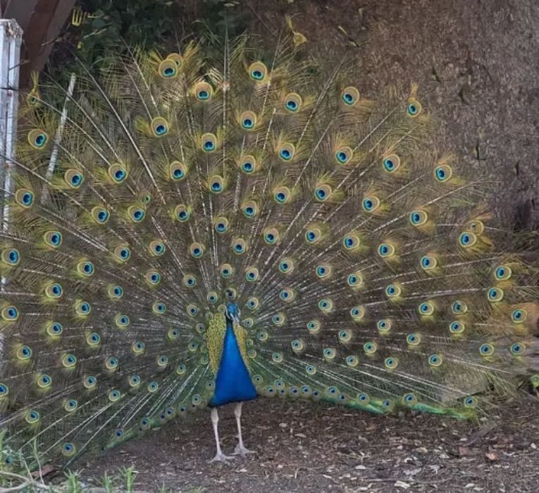 Casal de pavões azul