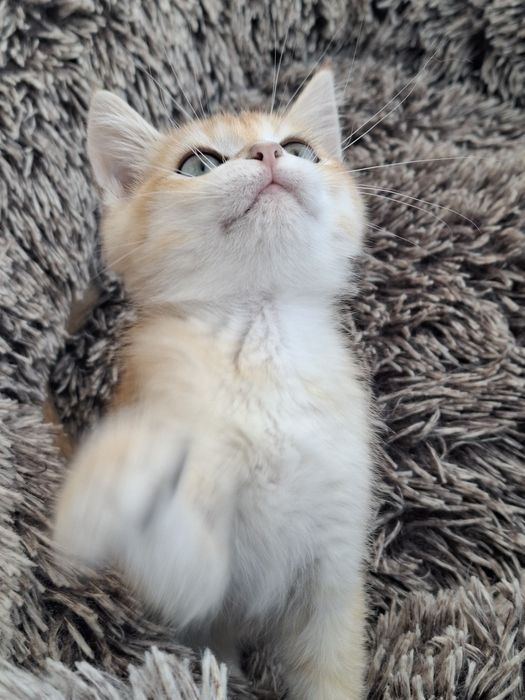 Menino british shorthair