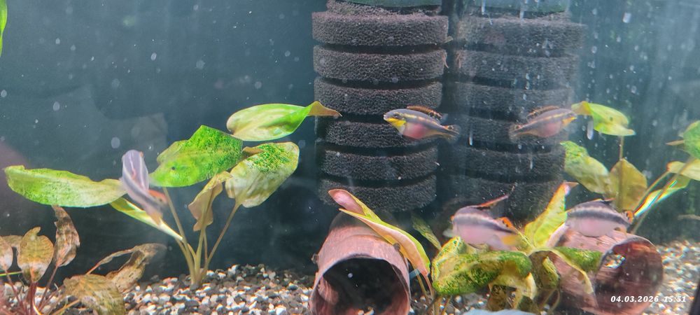 Цихлида - попугай рыбка