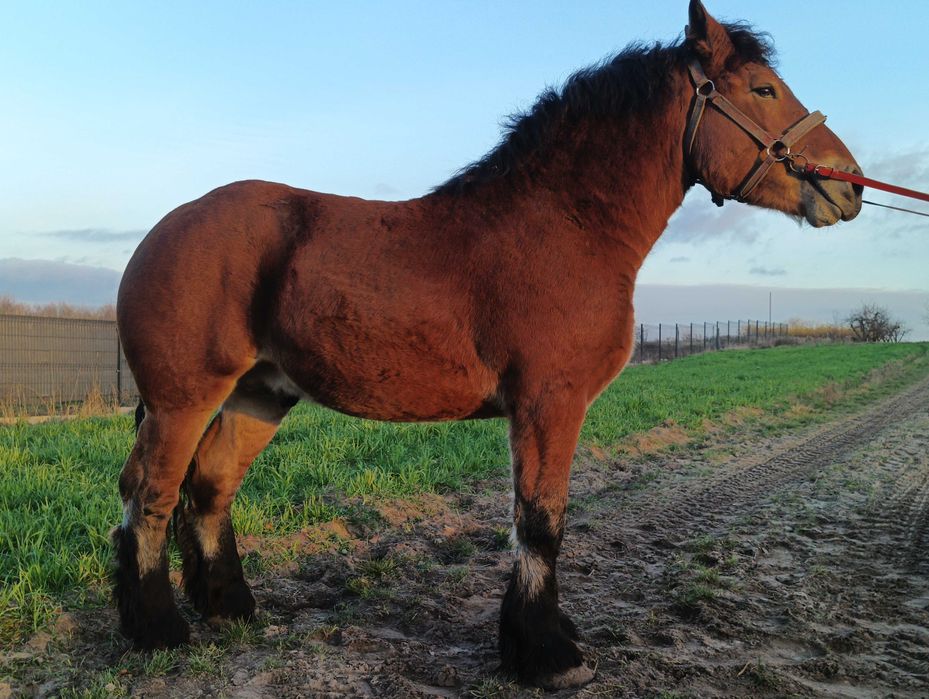 Ogier Arden polski 1,5 roku gniady 700 kg zimnokrwisty