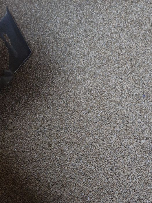 Czyste i suche pszenżyto