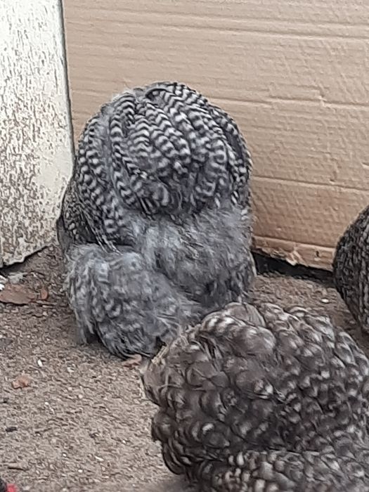 кохинхин  карликовый полосатый