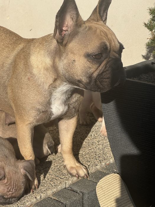 Buldog francuski  suczka