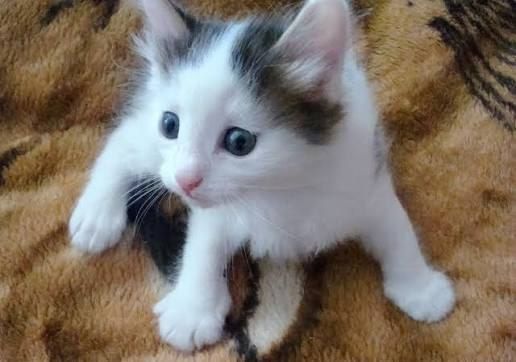 Відам котеня безплатно