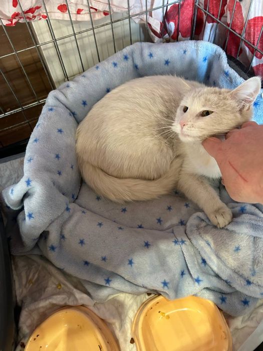 Біла киця кішка 1 рік Білочка шукає сімʼю! Волонтерська.