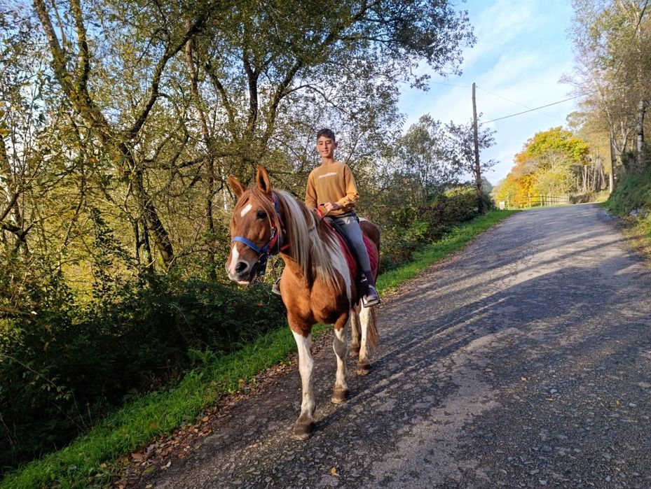 Para venda espetacular exemplar