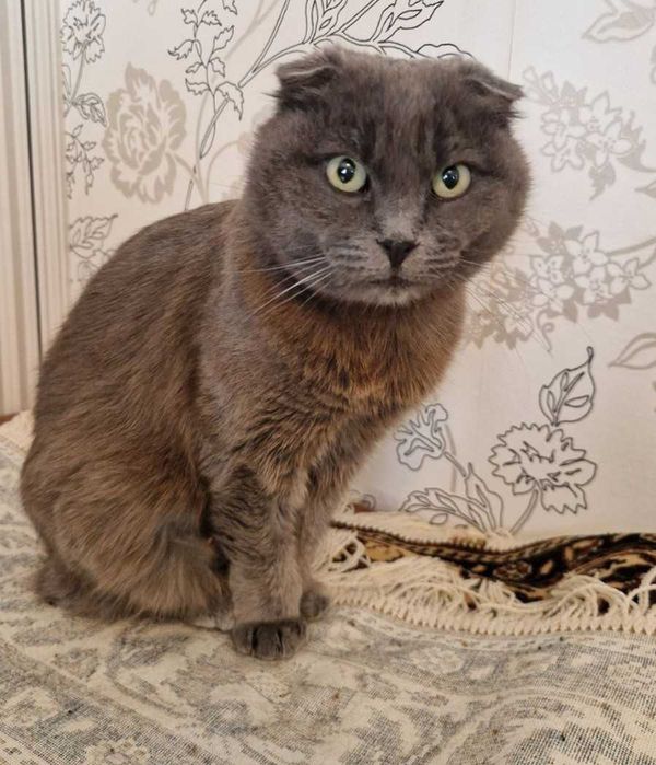 Шотландская вислоушка кошечка Мася ищет свою семью!