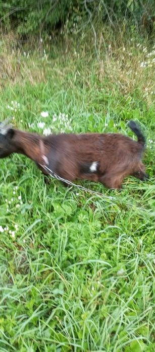 Продам молоду козочку