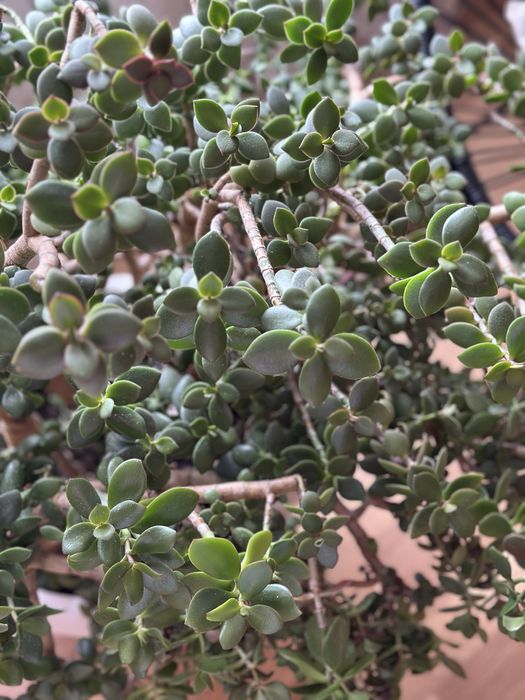 Грошове дерево(товстянка,красула), висота 70 см