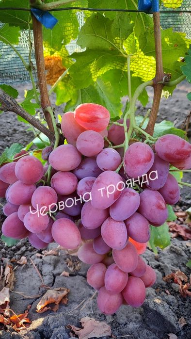 Саджанці винограду гурт/роздріб