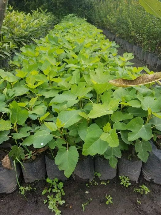 Plantas de Figueiras