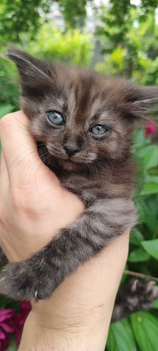 Кошенята в добрі руки