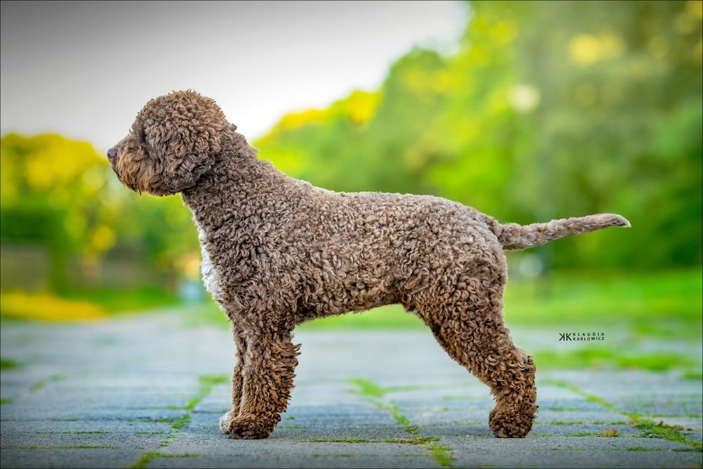 Lagotto Romagnolo