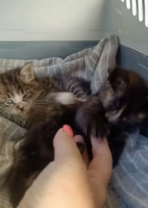 Gatinhas bebés para adoção responsáve