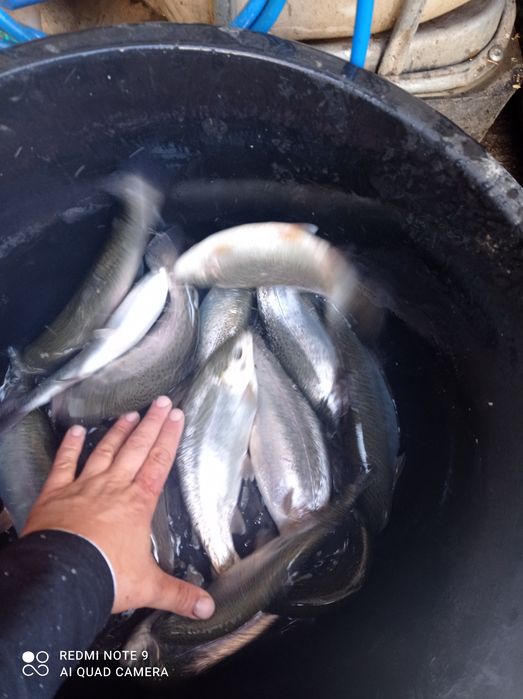 Pstrąg tęczowy narybek. Kroczek