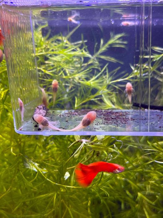 Ancistrus Albinos (Limpa fundos)