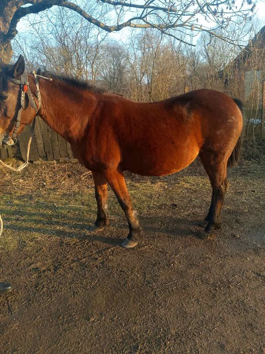 Продається кобила!