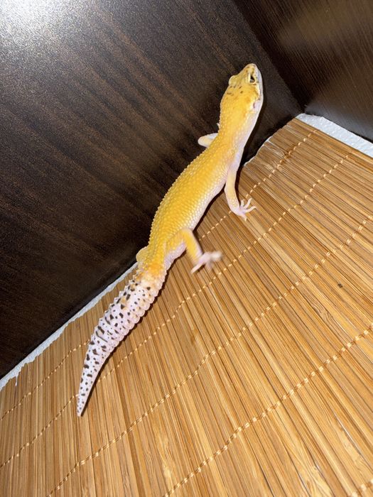 Młode gekony lamparcie