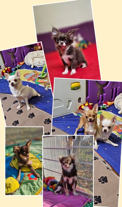 Шикарні чихуахуа від титулованих , здорових  батьків КСУ