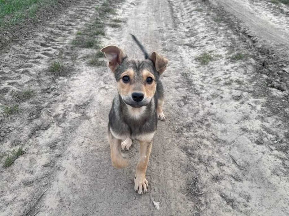 Боніта шукає дім