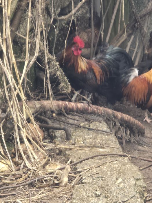 Três garnizes para venda