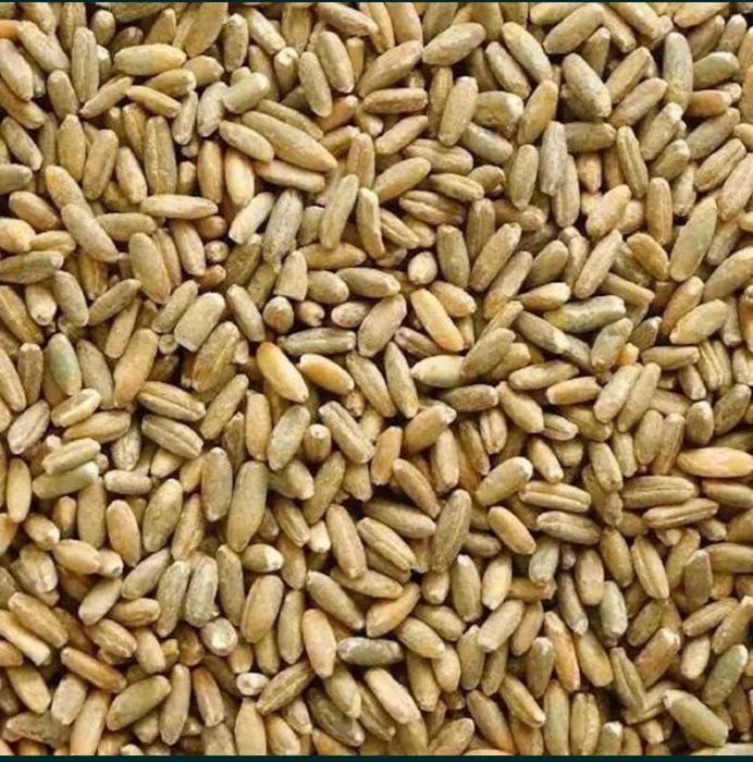 Sprzedam pszężyto ozime