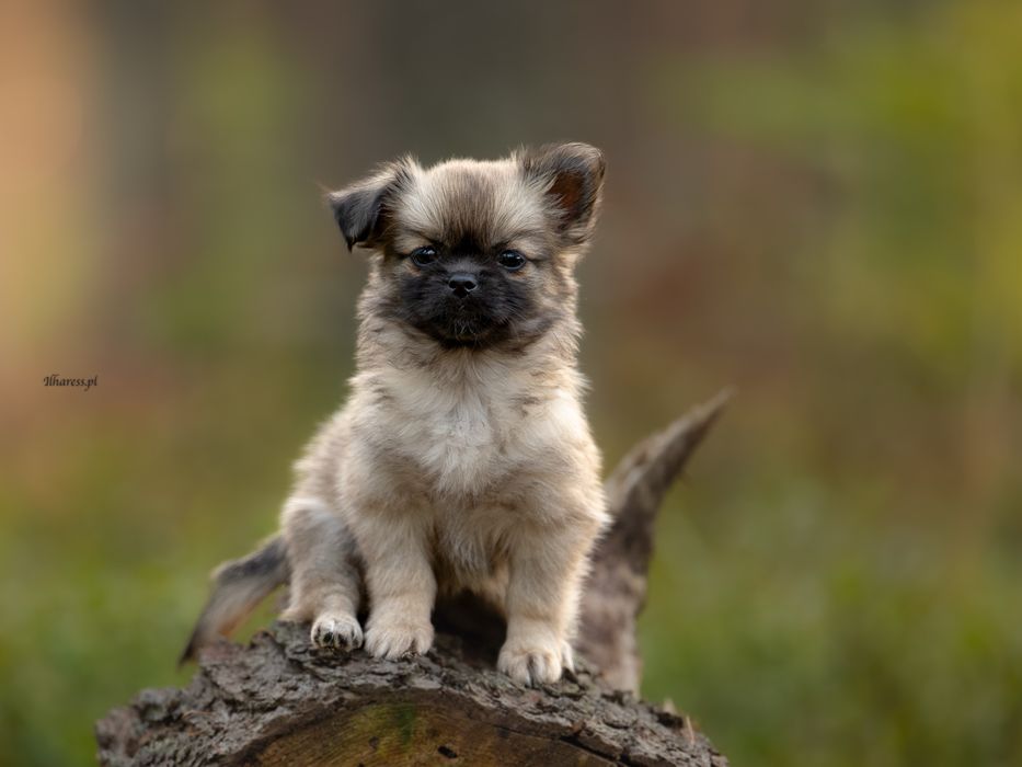 Spaniel tybetański - suczka WILD ROSE Ilharess