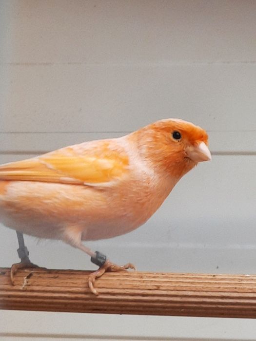 Sprzedam nadwyzkę kanarki