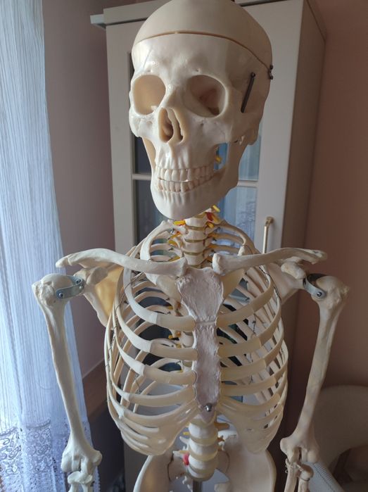 Anatomiczny model szkieletu ludzkiego