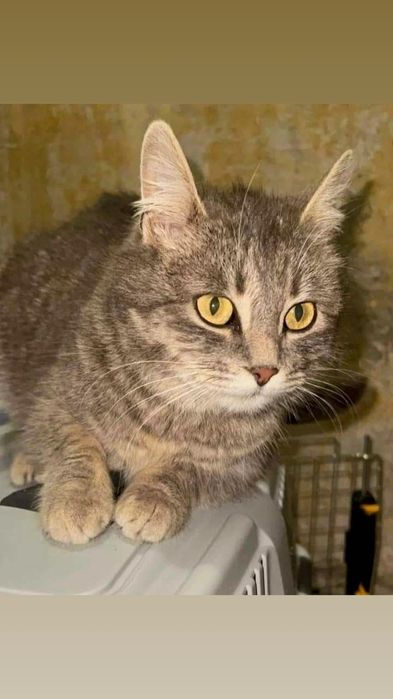 Отдам серую вискасную кошку, стерилизована, 1,5 года