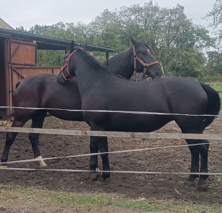 Klacz Śląska po Biegun źrebna na kwietnia