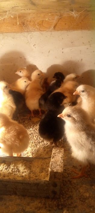 Продаються курчата циплята домашні