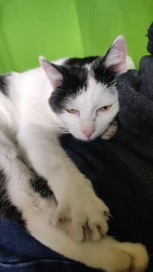 Walduś cudowny kocurek prosi o domek