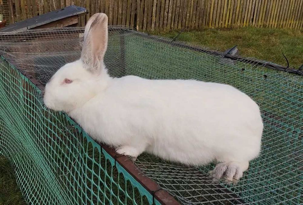 Sprzedam króliki