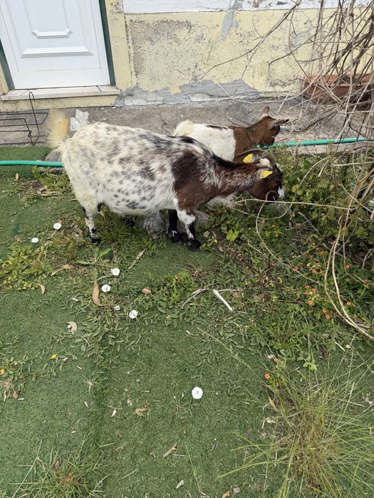 Cabras micro anas adultas