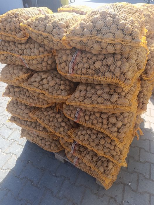 Ziemniaki melody wielkość sadzeniak