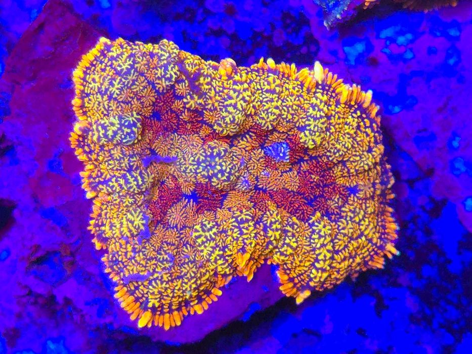 Rhodactis Ultra Koralowce Miękkie Akwarystyka Morska