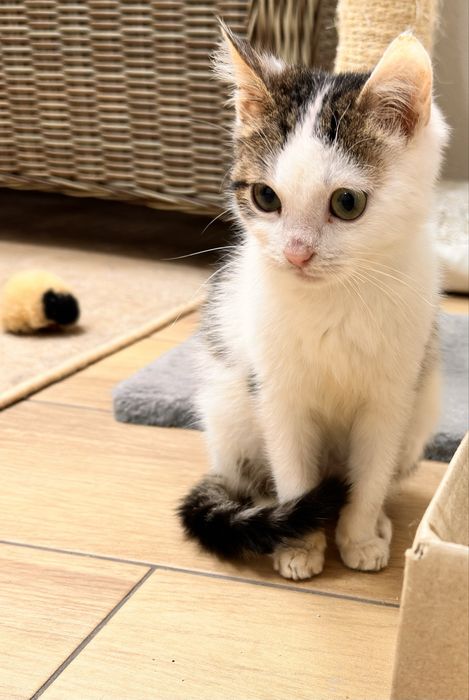 Котята ищут любящую семью