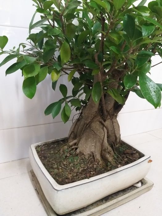Bonsai 12 anos (40cms)