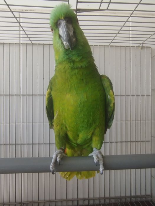 Amazona auropalliata