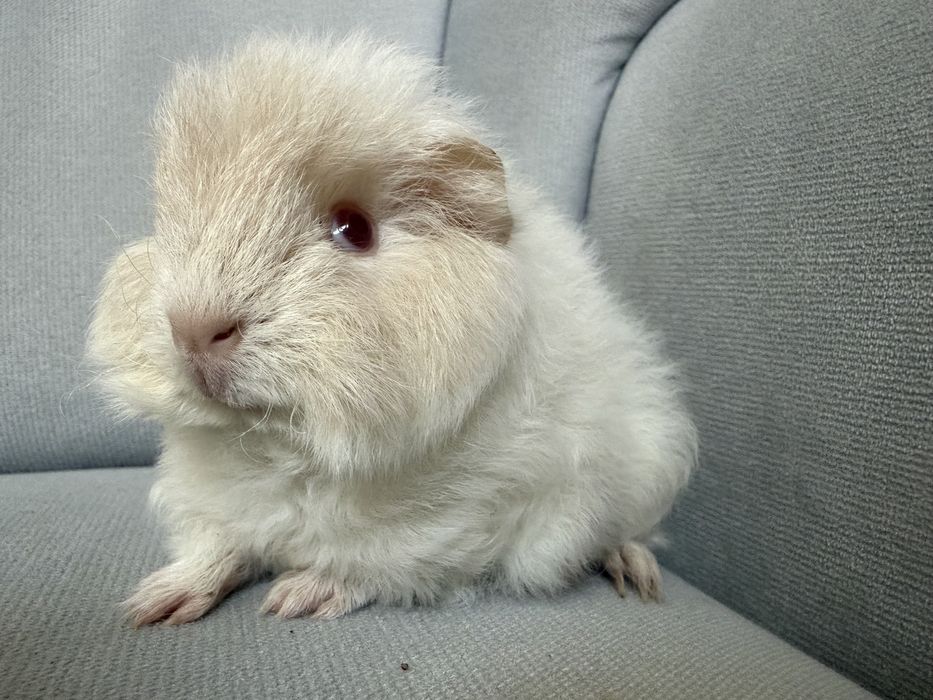 świnka  morska CH teddy samiec